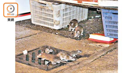 本港鼠患數字持續高企。