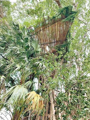 有人於年老榕樹樹身扣上繩索及設置竹棚高台。