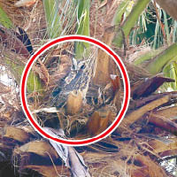 貓頭鷹媽媽（紅圈示）睜起「金睛火眼」在附近監察守護。