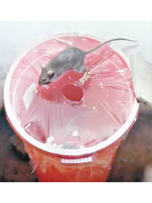 有網民僅以水桶、保鮮紙及鼠餌，便製作簡易捕鼠器。