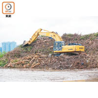 外國對回收樹木有良好機制，本港在山竹吹襲後設立臨時木料廢物收集處處理塌樹。
