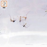 上月全港白紋伊蚊誘蚊器指數為5.2%。