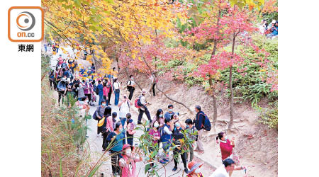 疫情下郊野公園遊人眾多。