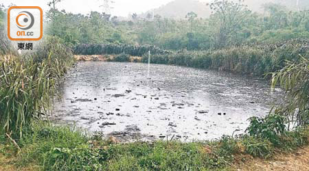 元朗大欖郊野公園用地疑被非法砍伐、並非法傾倒大量排泄物。（趙瑞麟攝）