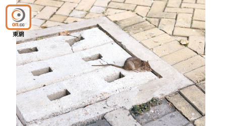 東涌：本報今年初踢爆東涌裕泰苑出現鼠患。