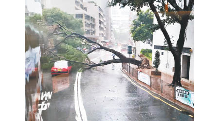 香港仔：大樹倒下壓向行車線，擊中的士。