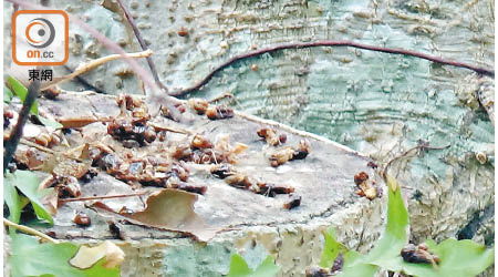 本港朱紅毛斑蛾幼蟲蟲害加劇。