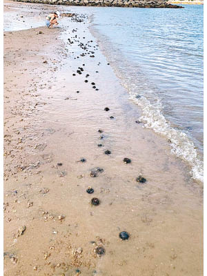 龍尾泳灘上周六岸邊出現大量海膽。