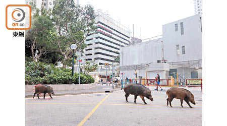 不少野豬因覓食而闖入市區造成滋擾。