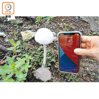 綠褶菇：大埔布心排村村口的綠褶菇體形龐大，高過一部手機。