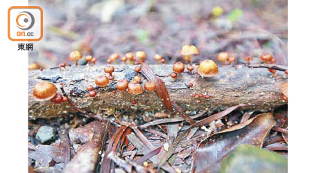 將軍澳：長在枯木上的小皮傘與迷幻蘑菇相似，本港過去曾發生至少兩宗誤採該菇中毒個案。