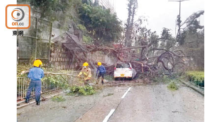 九龍塘：大樹塌下壓毀欄杆及私家車。（胡德威攝）