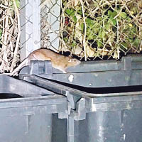 元朗：垃圾收集站老鼠橫行，衞生堪憂。