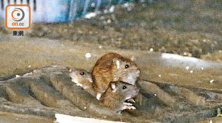 本港鼠患問題嚴重，多區受害。