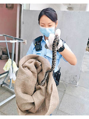 女警戴上手套立即將蟒蛇捉緊。