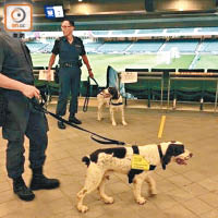 警方帶埋炸彈搜索犬巡邏。